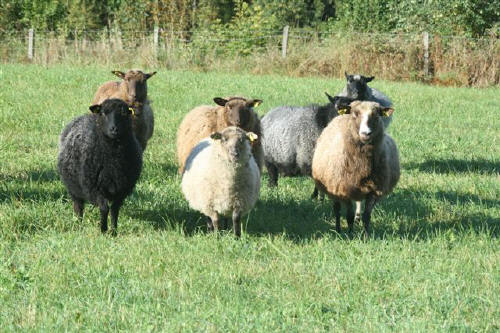 Flocken p sommarbete
