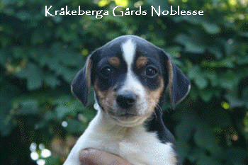 Kr�keberga G�rds Noblesse